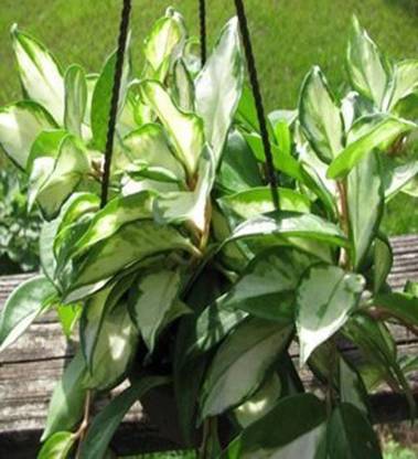 Trothic Gardens Rare Hoya Carnosa Rubra Varigated Plant For Indoor & Outdoor Garden (1 Healthy Decorative Plant) Seed