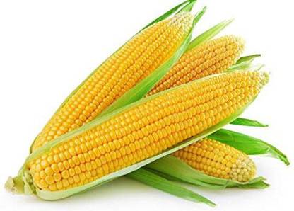 Rosemary Sweet Corn Vegetable Seed Makai Makka Bhutta Seed
