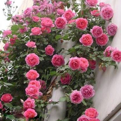 BANDARIS HORTICULTURE 99pcs IMPORTED CLIMBING ROSE PLANT & GIFT Seed