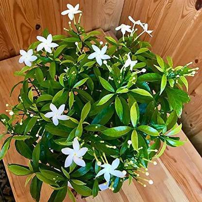 ABEFARIYA Jasmine Plant