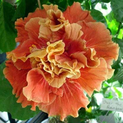 Natural Nursery Hibiscus Plant