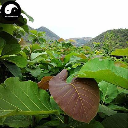 Trothic Rare Sagwan" Teak Wood" Tree Live Plant (1 Live Healthy Plant In Polybag)