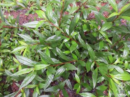 Bee Green Tea Plant