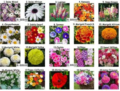Of flowers types 300 Types