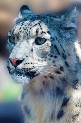 Snow Leopard Journal