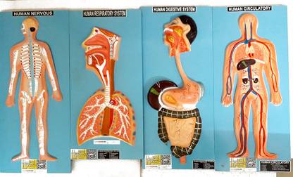 Planmystudy Human Anatomy Model Kit