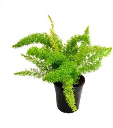 MODERN PLANT Live Asparagus Meyeri Ornamental Plant With Pot - Decorative