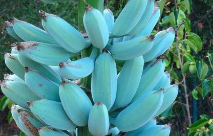 Bandaris Horticulture 45pcs Rare Blue Banana Musa Dwraf Plant Bonsai Gift Seed Price In India Buy Bandaris Horticulture 45pcs Rare Blue Banana Musa Dwraf Plant Bonsai Gift Seed Online At Flipkart Com