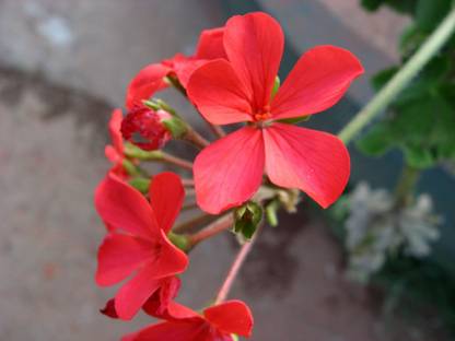 M-Tech Gardens Heart Leaf Oxycardium Plant