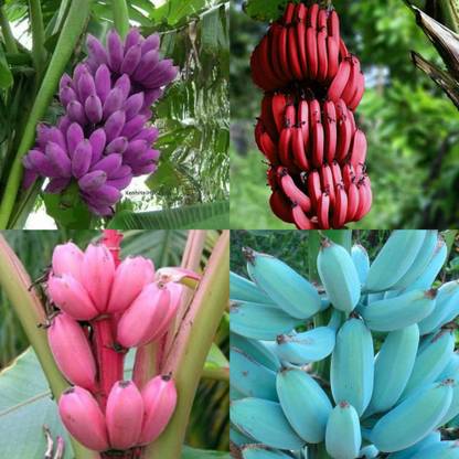 BANDARIS HORTICULTURE RARE BANANA PURPLE+RED+PINK+BLUE MIX MUSA-DWRAF PLANT Seed