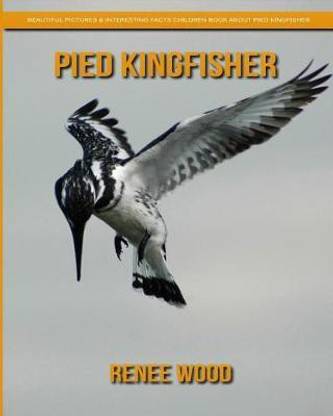 Pied Kingfisher