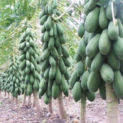 PREMIER PLANTS Red Lady Taiwan Papaya Seeds(390 Seeds) Seed