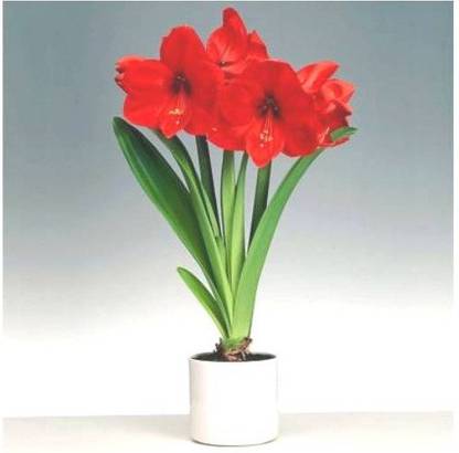 PB honey priya plant Lily Plant