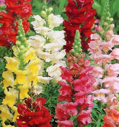 SimXotic Snap Dragon Flowers (Anthrinium) Seeds - SimXotic Pack of 100 Premium Seeds Seed