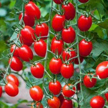 VINAYAKAUSHADHI Arka Rakshak F1 Hybrid Tomato(90 Seeds) Seed