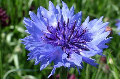 R-DRoz Corn Flowers(Centaurea cyanus) Seeds - Pack of 50 Premium Seeds Seed