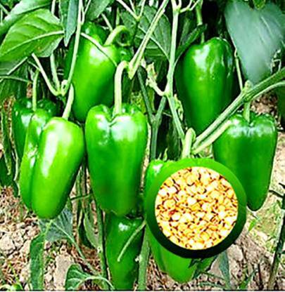 PREMIER PLANTS Capsicum California Wonder (Shimla Mirch) Premium Quality Vegetable Seeds with Excellent Germination Rate Seed ( 110 Seeds) Seed