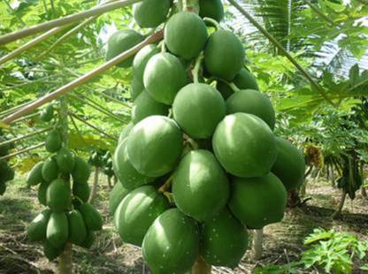 PREMIER PLANTS Papaya Seed Seed
