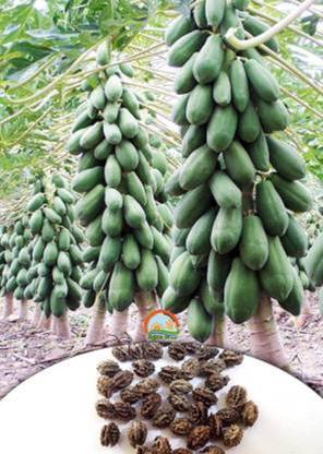Paudha Red Lady - Honey Dew Papaya Mixed Fruit Seed (210 Seed) Seed