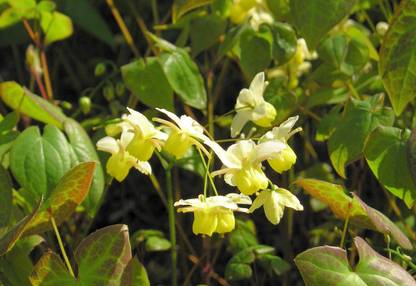 Green India Seeds EPIMEDIUM FLOWER Seed