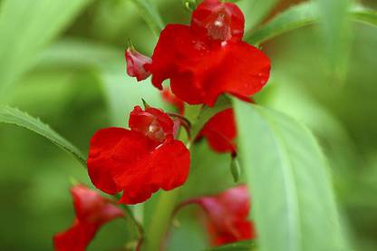 clause Balsam Rose Flower Mixed Seeds Seed