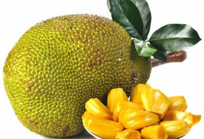 FRESHO Organic galaxy jack fruit vegetable hybrid seeds 1-packet Seed