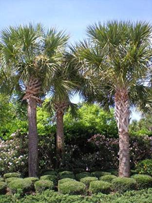 SHOP 360 GARDEN Sabal palmetto, Cabbage palm, Palmetto, Cabbage palmetto, sabal palm Tree Seeds For Growing - Pack of 15 Seeds Seed