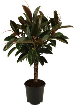 SHOP 360 GARDEN Ficus Elastica, Rubber fig, Rubber bush, Indian rubber tree, Rubber tree, Rubber Plant Seeds For Growing - Pack of 10 Grams Seeds Seed