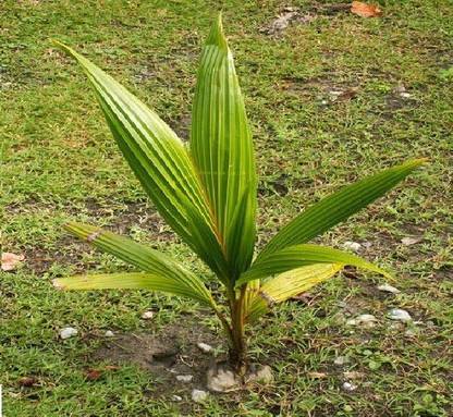 Mahabali COCONUT Seed