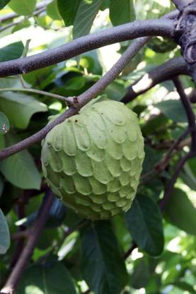 M-Technologies Rare Cherimoya Fruit Exotic Seedling Live Plant