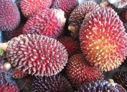 M-Technologies Rare Pulasan Hybrid Exotic Fruit Seedling Live Plant