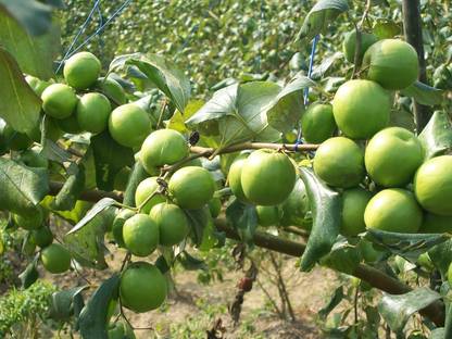 M-Technologies Custard Apple Plant
