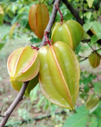 M-Technologies Rare Star Fruit Carambola Fruit Live Layering Live Plant