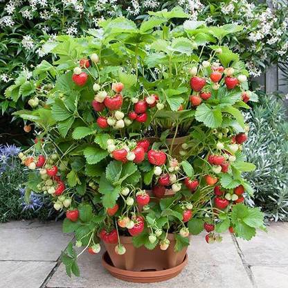 Earth Plant Farm Strawberry Plant