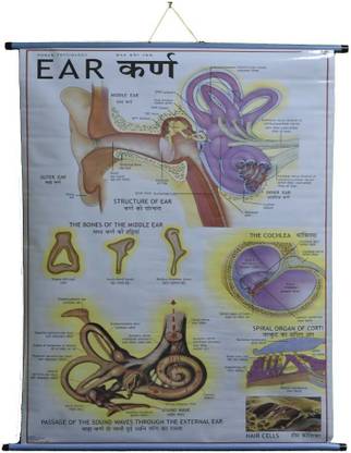 ROLLUP CHART OF EAR (PIPE MOUNTED) Photographic Paper