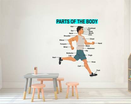 Decal O Decal 90 cm ' Parts of the Human Body for Kids Learning ' Kids Nursery Wall Stickers Self Adhesive Sticker