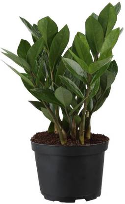 Lioncrown ZZ Plant