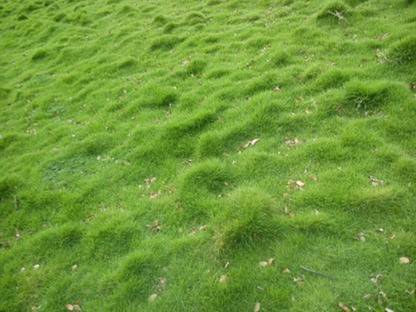 FRESH SEEDS  Live Carpetgrassseed Seed ( 300 Seeds ) Seed
