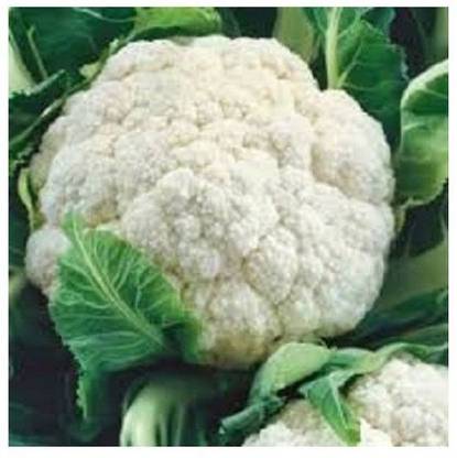 RDS Cauliflower Hybrid Vegetable Seed Seed