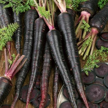 R-DRoz Black Carrot Vegetables Quality Vegetables Seeds - Pack of 100 Seeds Premium Quality Seed