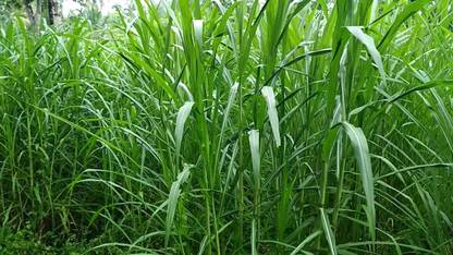MGBN SUPER NAPIER GRASS SEED HIGH YIELD 7 GM (1750 SEEDS) Seed