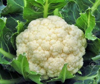 R-DRoz Cauliflower (Gobhi) Vegetables Premium Vegetables Seeds - Pack of 100 Seeds Seed