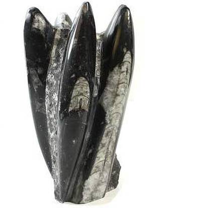 Shubh Sanket Vastu Orthoceras (Finance) Tower (6.5 inches) Decorative Showpiece  -  17 cm