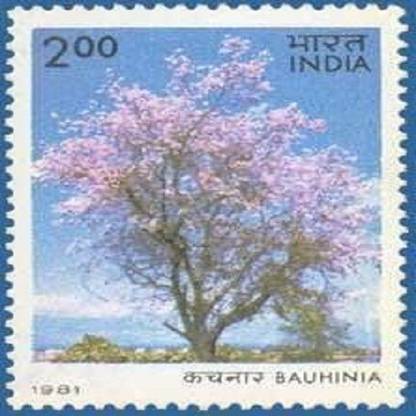 Sams Shopping Flowering Trees - Bauhinia. Flower, Tree, B. divaricata, Kachnar,Rs. 2 Stamps