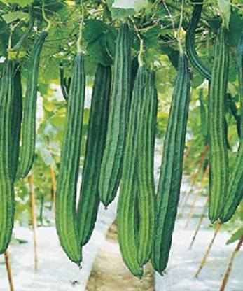 febshell Ridge Gourd seeds ( peerkangai seeds ) Seed