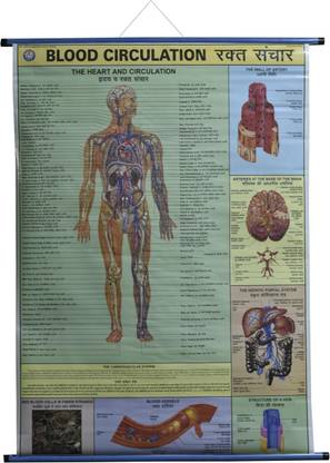 ROLLUP CHART OF BLOOD CIRCULATION (PIPE MOUNTED) Photographic Paper
