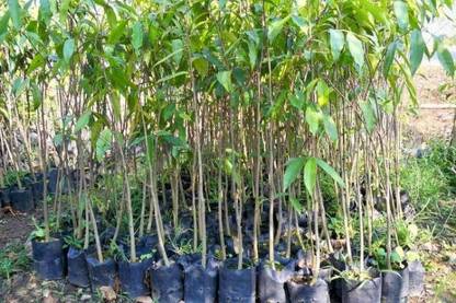 Vamsha Nature Care Live Perfume Plant Agarwood – A Very Expensive Evergreen Tree