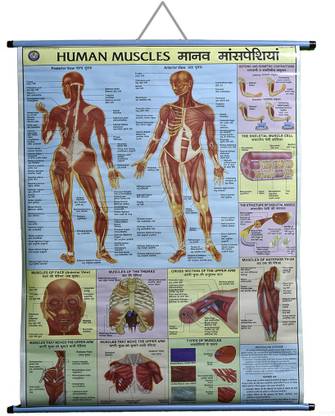 ROLLUP CHART OF HUMAN MUSCLES (PIPE MOUNTED) Photographic Paper