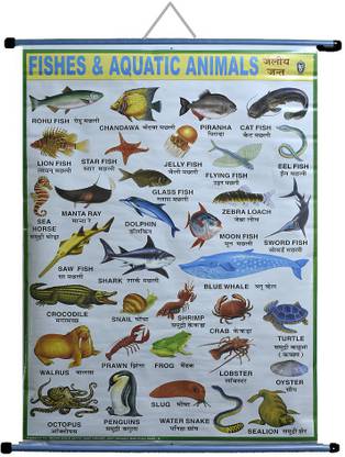 ROLLUP CHART OF FISHES & AQUATIC ANIMALS (PIPE MOUNTED) Photographic Paper