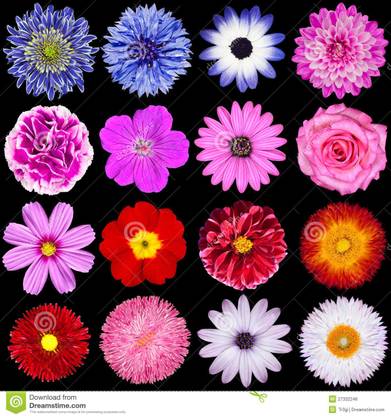 Rosemary flowers combo 10 type of seeds Seed